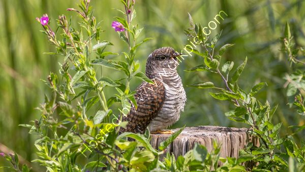 Commended - C 06 2 - Juvenile Cuckoo By Tony Collinson