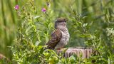Commended - C 06 2 - Juvenile Cuckoo By Tony Collinson