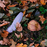 Commended - Autumn debris By Mary Podesta