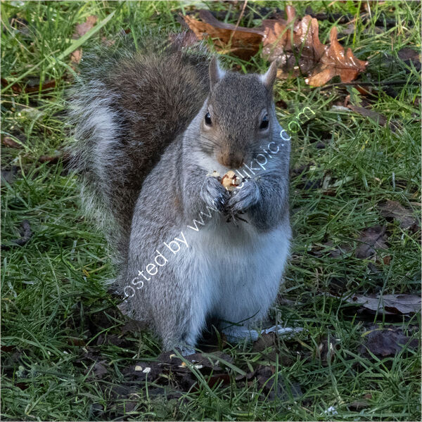Commended - Squirrel By Mary Podesta