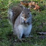 Commended - Squirrel By Mary Podesta