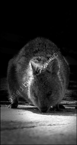 Commended - Quokka Patroling, Rottnest Is., Perth By Dave Varney