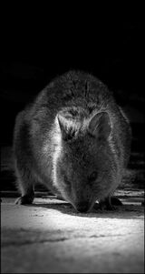Commended - Quokka Patroling, Rottnest Is., Perth By Dave Varney