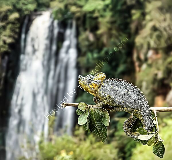Highly Commended - Helmeted Chameleon, Thompson Falls,Kenya By Liakat Parapia
