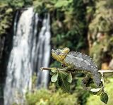 Highly Commended - Helmeted Chameleon, Thompson Falls,Kenya By Liakat Parapia
