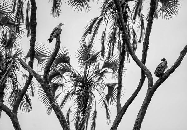 Highly Commended - Raptors on the lookout! Kenya By Liakat Parapia