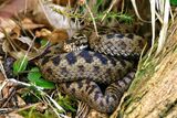 Highly Commended - Adder By Anthony Thompson
