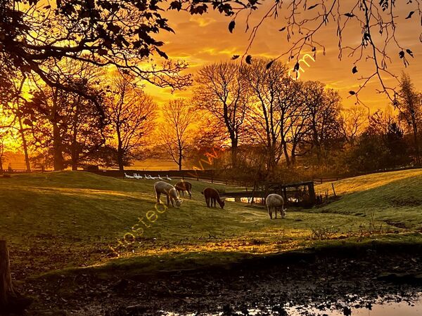 Highly Commended - Alpacas at dawn By Christine Asher