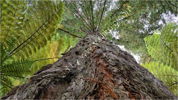 Highly Commended - Tree Fern By Mike Woodcock