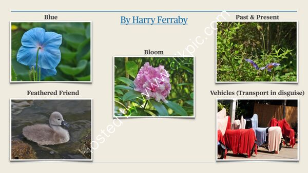 Summer Challenge Collection By Harry Ferraby