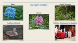 Summer Challenge Collection By Harry Ferraby