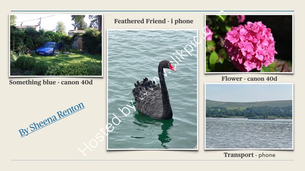 Summer Challenge Collection By Sheena Renton