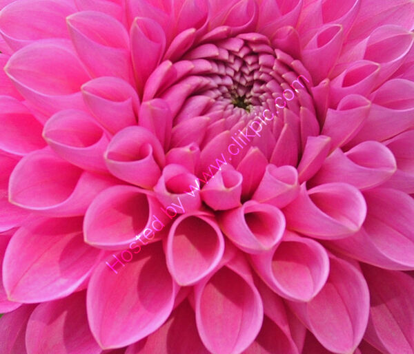 Commended - Red Dahlia By Maureen Pollard