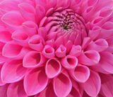 Commended - Red Dahlia By Maureen Pollard
