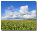 Blue Sky over Corn Field