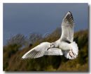 Black Headed Gull 2