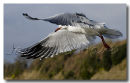 Black Headed Gull 5