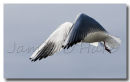 Black Headed Gull 3