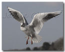 Black Headed Gull 4