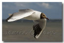 Black Headed Gull 6