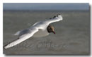 Black Headed Gull 7