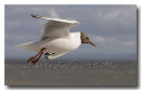 Black Headed Gull 8