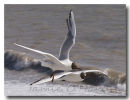 Black Headed Gulls