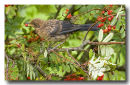 Blackbird in Rowan tree