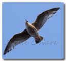 Juvenile Herring Gull in Flight