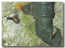 Snails on Drainpipe