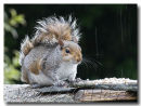 Squirrel in the rain