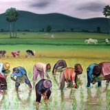 Aisha Haider The Rice Planters