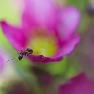Ant Balcony A tiny ant looking over the edge of a pink flower