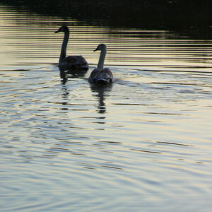 Two swans swimming together in the evening light.