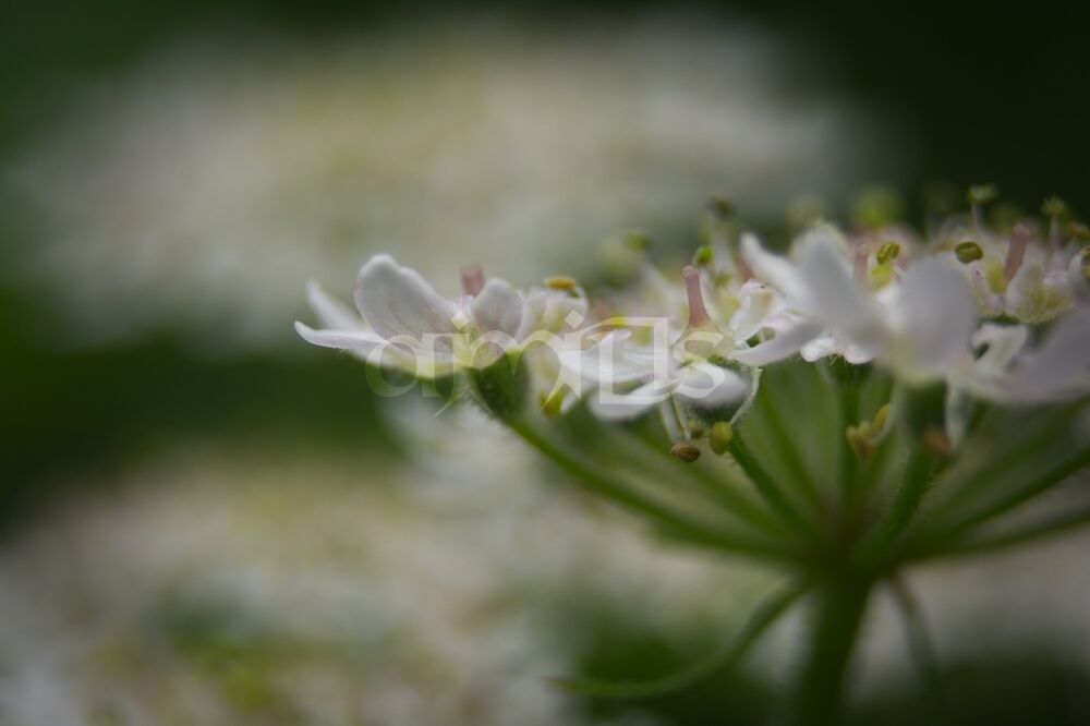 Cow parsley flower