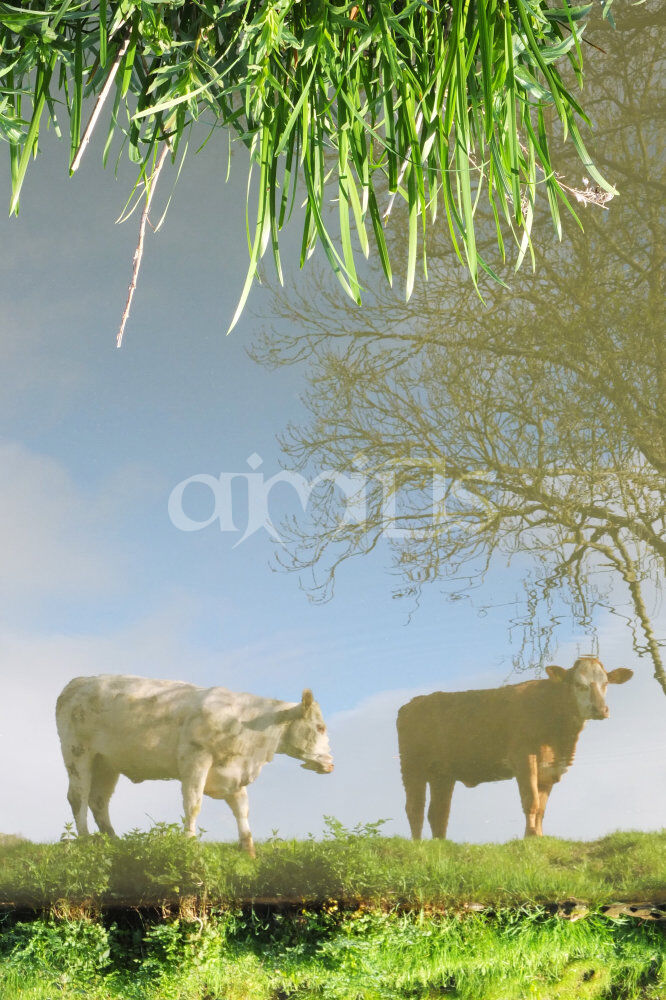 Cows, reflected in the water
