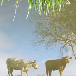 Cows, reflected in the water
