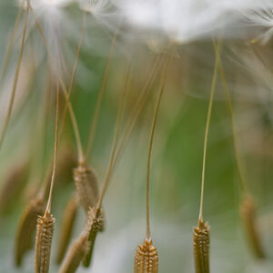 Suspended dandelion seeds