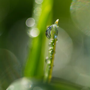 Morning in Dew City A wild, dewy morning landscape