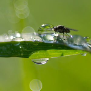Dew Fly A fly standing in the dewdrops on a grass blade