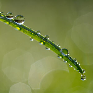 Dewdrop Bend Dewdrops lined up along a curved blade of grass