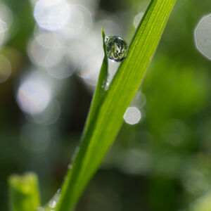 Dewdrop Held A single dewdrop held between grass stems