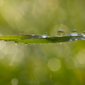 Dewdrop Parade A parade of dewdrops on a bent grass stem