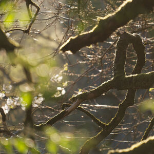 Spring evening light through the Spring forest canopy