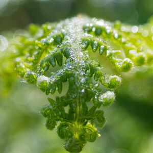 Fern Face A fern frond with a face at the tip