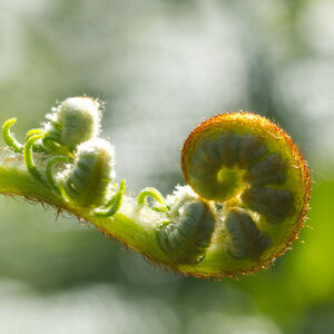 Fern Frond Backlit A single fern fiddle head uncurls