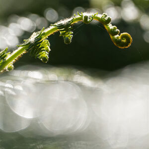 Fern Frond Fantasy 1 A single fern leaf in a world of morning dew and sunlight