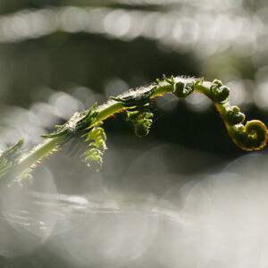 Fern Frond Fantasy 2 A single fern frond in a bright world of sunny dew