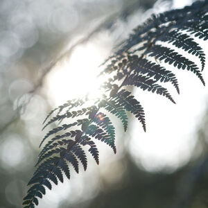 Ferns