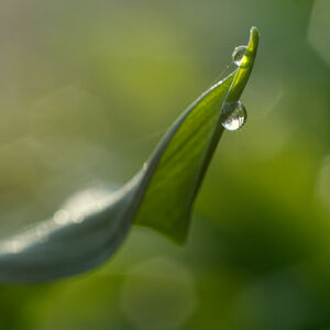 Garlic Leaf Curl Two water drops on a wild garlic leaf